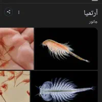 آرتمیا هچ نشده جنس خوب