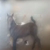اسب کره نریان و مادیان