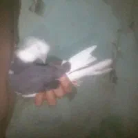 کبوتر پرشی م ع ا و ض ه|پرنده|باوی, |دیوار