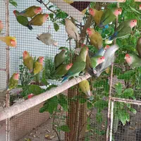 پرنده طوطی کوتوله برزیلی سیراف