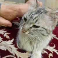 باغ‌فراگرد|گربه|مشهد, باغ فراگرد|دیوار