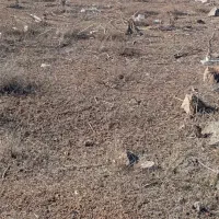 یک قطعه زمین باسند تک برگ