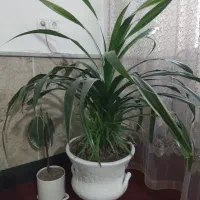 گل طبیعی