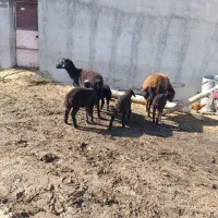 دو راس گوسفند دوقلو