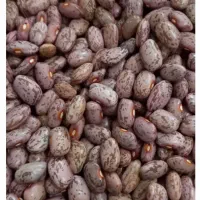 لوبیا چیتی خیلی تمیز وعالی