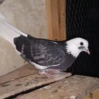 کبوتر ماده