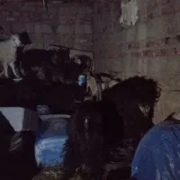 بز و تروشک|حیوانات مزرعه|تفتان, |دیوار