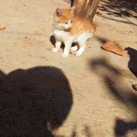 گربه ملوس ناز|گربه|مشهد, آبکوه|دیوار