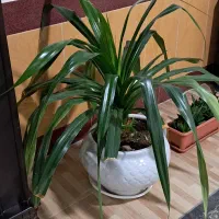 دوتا گل شفلر وپاندانوس