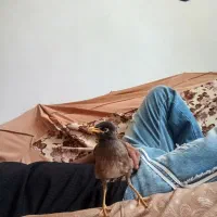 مرغ مینا