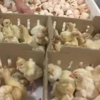 بیوتی گوشتی