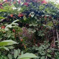 باغ با آب فراوان