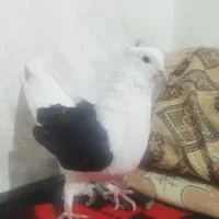 ماده پشت سیاه عطیقه فوق درشت ...۷&۹