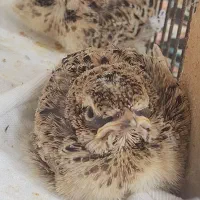 شاه و پس سهره