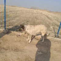 سگ ماده سراب