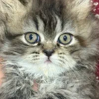 بچه گربه میکس پرشین و چینچیلا