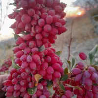 خریدزرشک|خدمات باغبانی و درختکاری|بیرجند, |دیوار