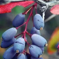 اب زرشک|خوردنی و آشامیدنی|شیراز, کرونی(خاتونک)|دیوار