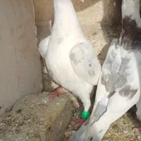 جوجه|حیوانات|مشهد, نظام دوست|دیوار