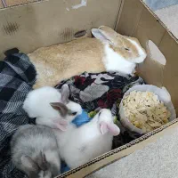 فروش خرگوش ۱۰عدد یک مادر با ۹بچه