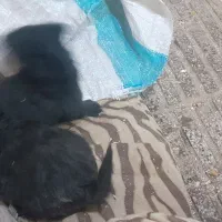 سگ شیتزو|سگ|سبزوار, مدرس|دیوار