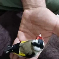 سهره|پرنده|قزوین, |دیوار