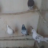 چند عددکبوتر پرشی جفتی ۱۵۰۰۰۰۰