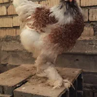 تخم نطفه دار ویاندونت وارداتی پاپر