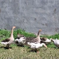 غاز درشت و تخم گذار