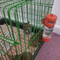 همستر ماده حامله و دو نر همراه با وسایل