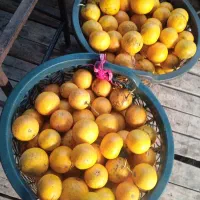 پرتقال و نارنج طبیعی و محلی