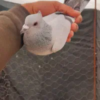 سبز  کلاغ نر کلایی گمشده