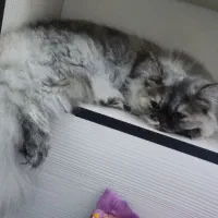 گربه ۷ماهه|گربه|اراک, |دیوار