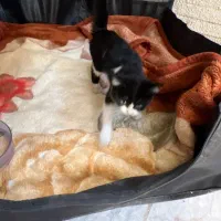 واگذاری بچه گربه