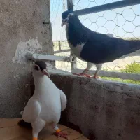 چپ وسبز