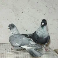 کفتر موشی، کلاغ کربلایی، سرور، شازده معاوضه مفت