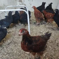 جوجه