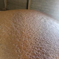 گندم کیلویی۲۷هزار