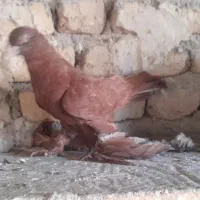 کبوتر قرمز لوتی|پرنده|مرند, |دیوار