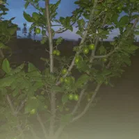 فروش باغچه