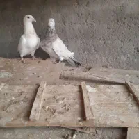 جفت سرور|پرنده|تربت جام, جامرود|دیوار