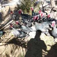 بوقلمون نروماده|پرنده|خاش, |دیوار