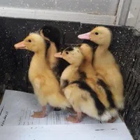 جوجه اردک در همه رنگ به صورت تک  جوجه مرغ وارداتی|حیوانات مزرعه|تهران, نیروی هوایی (پیروزی)|دیوار