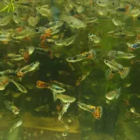 گوپی پیش مولد|ماهی|تهران, جیحون|دیوار