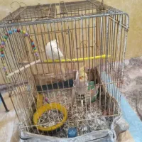 طوطی یک جفت با همراه جوجه خوش دست  چقی چقی