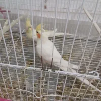 عروس هلندی مولدروی تخم