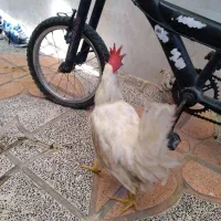 معاوضه خروس با مرغ