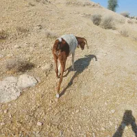 بز یا کهره|حیوانات مزرعه|خورموج, |دیوار