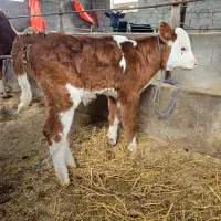 گوساله نر سیمینتال قرمز شیرخوار