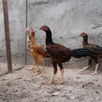 لاری' خروس و مرغ و جوجه اوشامو